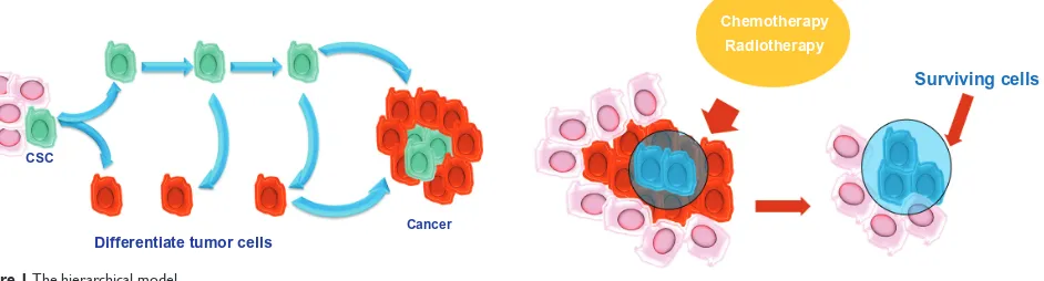 Figure 1 The hierarchical model.Abbreviation: CSC, cancer stem cell.