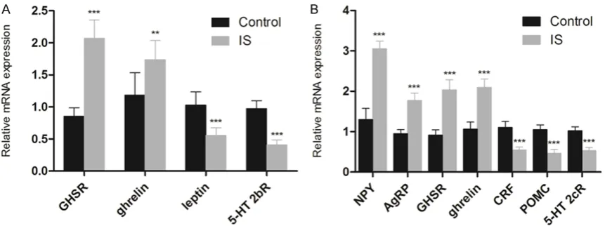 Figure 3. Effects of IS on the expression levels of ghrelin pathway related genes in maternal mice using RT-PCR rela-tive to GAPDH