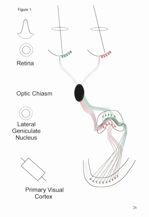Figure 1.Retina