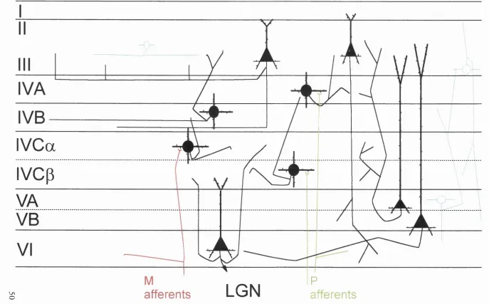 Figure 3.IVCa
