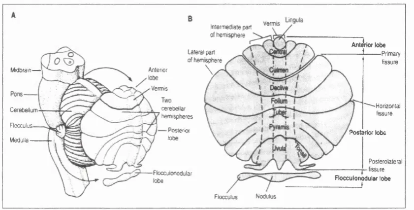 Figure I-l Anatomical organisation the cerebellum