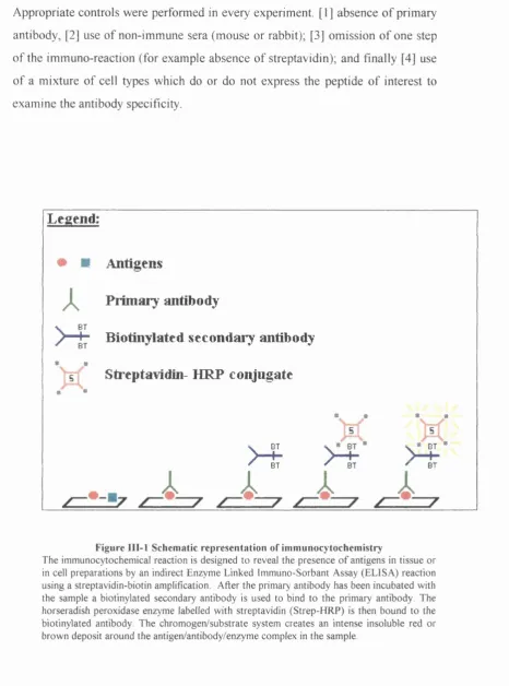 Figure III-l Schematic representation of immunocytochemistry