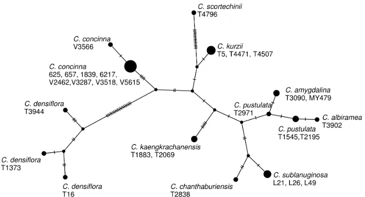 Figure 6. A haplotype network of Cryptocarya species from Thailand constructed from the ITS sequences.