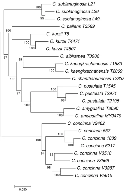 Figure 7. A maximum likelihood tree of Cryptocarya species from Thailand. reconstructed using MIG-seq data