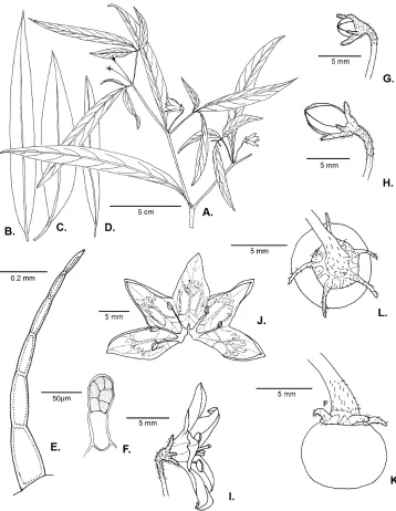 Figure 1. Capsicum carassense Barboza & Bianchetti A flowering branch B–D leaf morphology E eglandular trichome of the stem F glandular trichome of the calyx G, H flower buds in different stages of development I flower in anthesis (note the geniculate pedi
