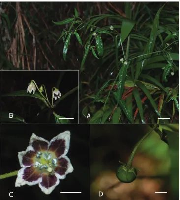 Figure 2. Capsicum carassense Barboza & Bianchetti A habit, showing the typical lanceolate leaves B inflo-rescence with geniculate pedicels C flower, in frontal view D globose-depressed fruit  A–C from Stehmann 6347 D from Agra 7268