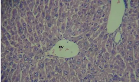 Figure 1: Liver histopathology of normal animal at 40x magnification showing normal hepatic cells with distinct nucleus and sinusoidal architecture without any necrosis