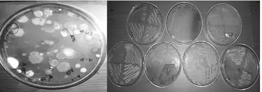 TABLE 1. CHARACTERISTICS OF SOIL SAMPLE AND ISOLATED BACTERIAL POPULATION       
