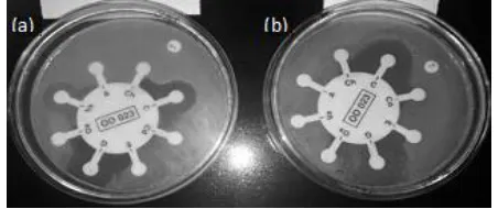 Fig. 2. Antibiogram study on selected Staphylococcus aureus   (a) plate with clinical isolate, (b) Standard reference strain  