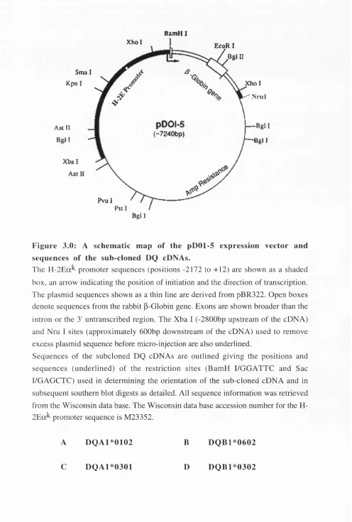 Figure 3.0: A schematic map of the pDOl-5 expression vector and 