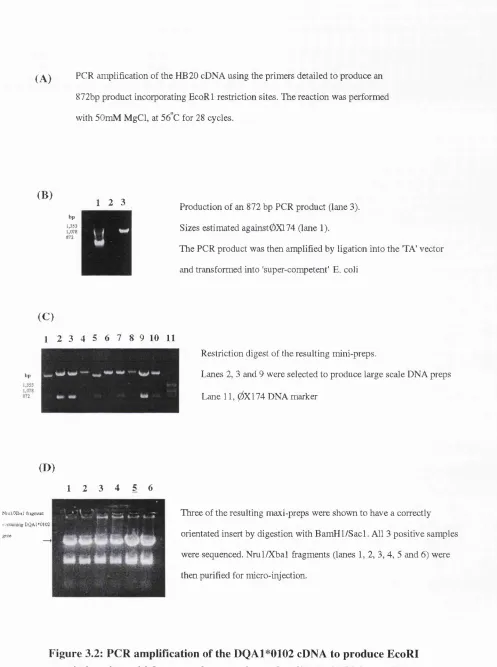 Figure 3.2: PCR amplification of the DQA1*0102 cDNA to produce EcoRI 