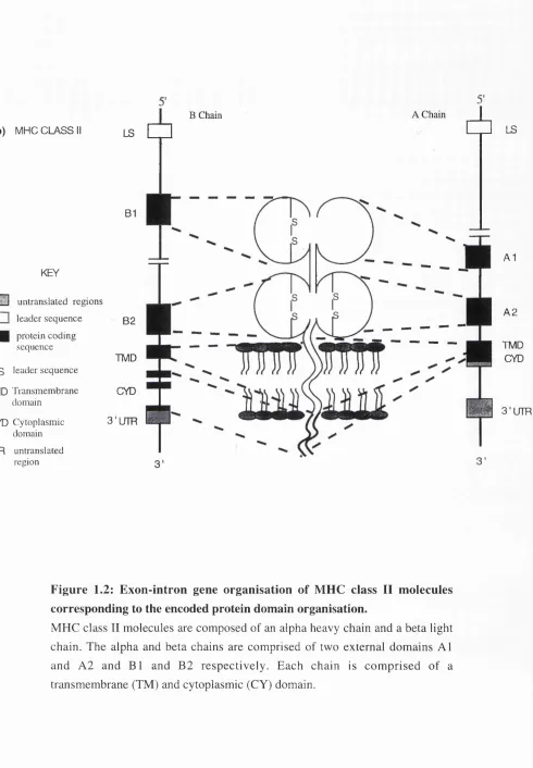 Figure 1.2: Exon-intron gene organisation of MHC class II molecules 