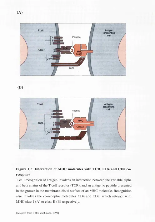 Figure 1.3: Interaction of MHC molecules with TCR, CD4 and CD8 co­