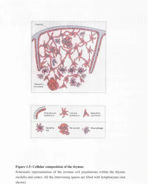 Figure 1.5: Cellular composition of the thymus
