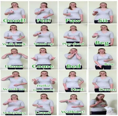 Figure 4: Representation of sentences made by sign language 