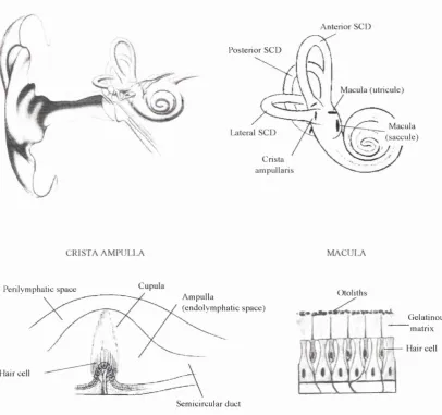Fig. 1-1: Anatomy of the vestibular system and of its sensory receptors, the crista ampulla and the macula
