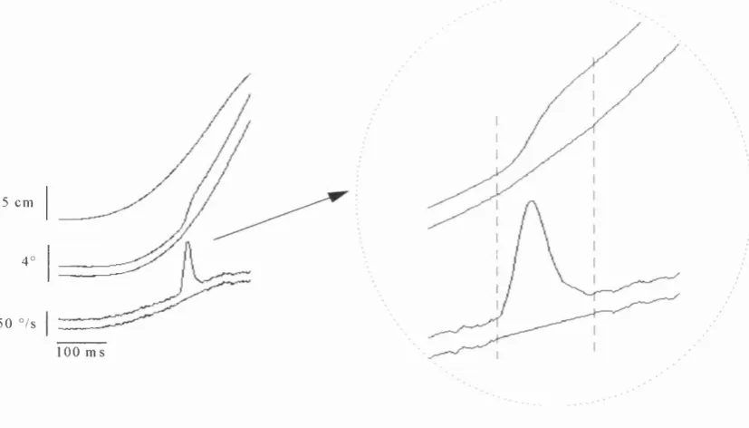 Fig. 2-6: Removal of a saccade from traces of eye position (middle curves, left picture) and eye velocity 