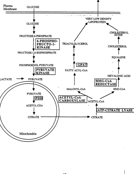 Figure 1.3. The Pathway of Lipid Biosynthesis in Mammals