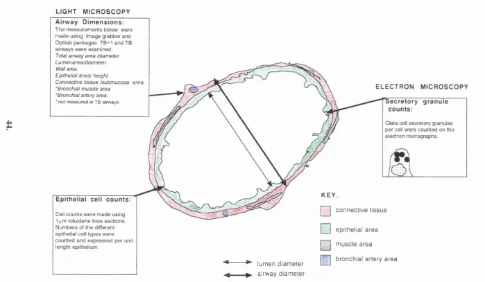 Figure 2.2: Quantitative Analysis of Airways