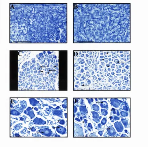 Fig. 3.1: E18, E21 and adult DRG counterstained with Toluidine Blue.