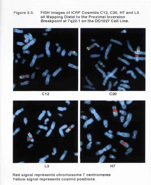 Figure 3.5.FISH Images of ICRF Cosmids C12, C20, H7 and L3 