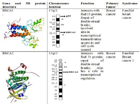 Figure 1. BRCA1 And BRCA2 Genes, 3D Structure, Chromosomal Location and Primary Function