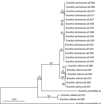 Figure 1. ML tree inferred from the combined cpDNA and ITS data. The numbers above branches are bootstrap values (BS > 50%) and numbers under branches are Bayesian posterior probabilities (PP > 0.50).