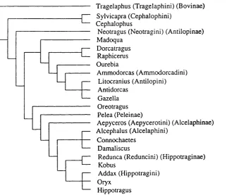 Figure 2.1. Classification of Afrotropical antelopes (based on Gentry I992)used to derive taxonomic diversity measures in WORLDMAP.