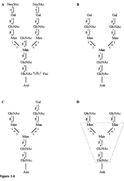 Figure 1.4Four types of N-linked complex biantennary oligosaccharides associated with human IgG