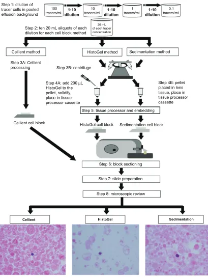 Figure 1 Flow chart of experimental methods.