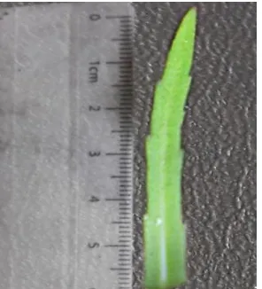 Figure 4.  Pogostemon  stellatus (Lour.) Kuntze, stamen bearded with moniliform hairs (Under   Microscope)