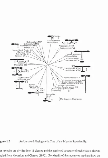 Figure 1.2An Unrooted Phylogenetic Tree of the Myosin Supeifamily,
