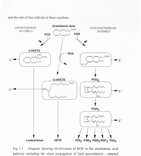 Fig 1.1 Diagram showing involvement of ROS in the arachidonic acid 