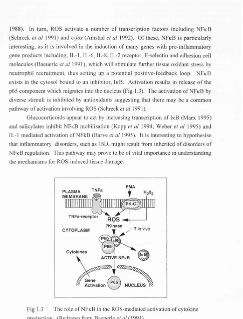 Fig 1.3 The role of NFkB in the ROS-mediated activation of cytokine 