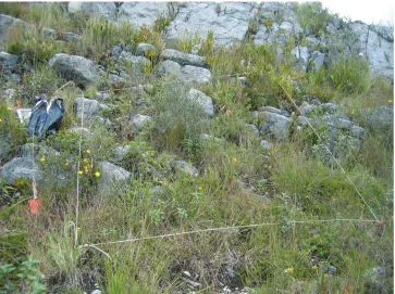 Figure 4. Quadrat where the new species was found. Chanta baja, Encañada District, 3295 m elev