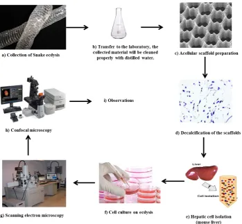 Figure 2: General hypothetical illustration of utility of snake ecdysis derived scaffolding on hepatic cells.