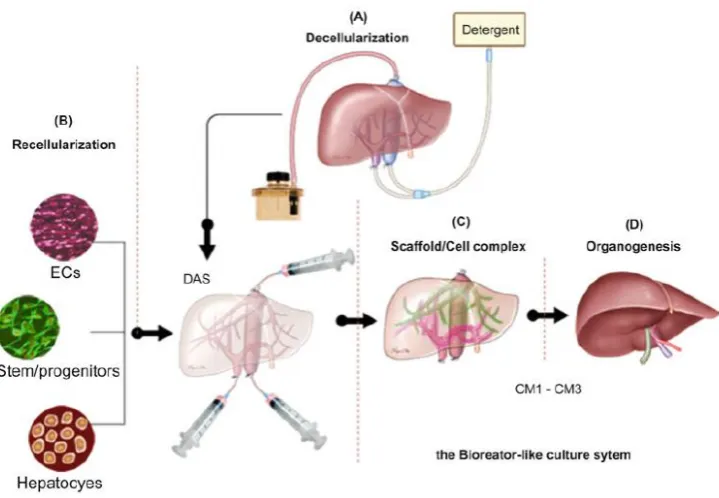 Figure 1: Strategy of liver organogenesis. (a) Generation of liver decellularized acellular scaffold (DAS) by 