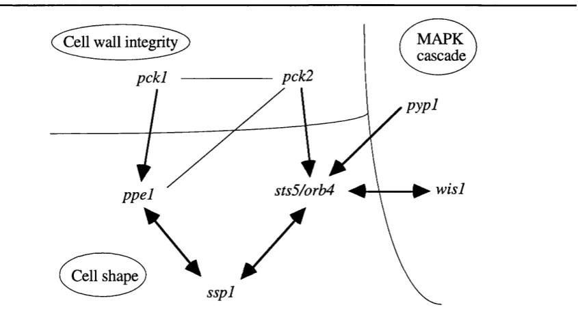 Figure 1.5. Interactions between genes involved in morphogenesis.