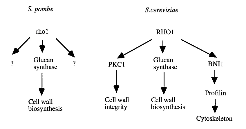 Figure 1.6. Rhol targets in fission and budding yeast.