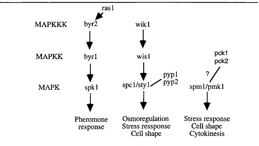 Figure 1.7. MAP kinase pathways in fission yeast.