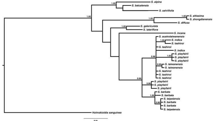 Figure 4. Phylogenetic tree reconstructed by Bayesian inference from chloroplast DNA sequence ndhF-rpl32