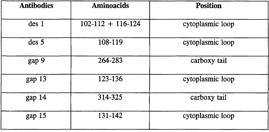 Table 2.1. Amino acid sequences of oligopeptides synthesized to raise different Cx 32 