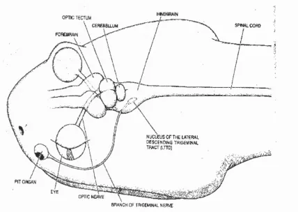Figure 3.1 - The physiology of the brain and nerve pathways associated with the infrared sensory system of the snake.