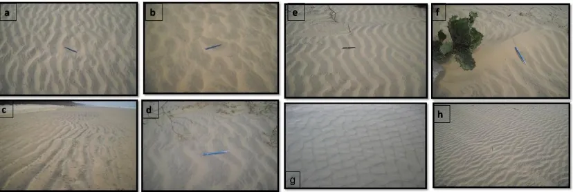 Figure no. 2: Different ripple bed formation on the present day beach surface 
