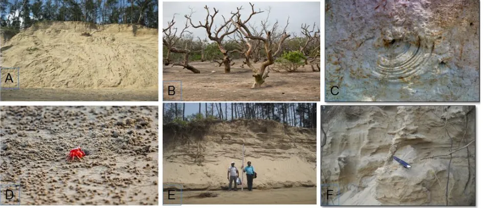 Figure no.4: A) Rotational downfall of dune slope. B) Sediment deposited in the mangrove swamp