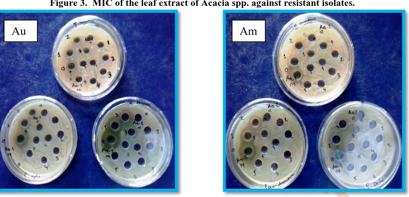 Figure 4.  MIC of the methanolic leaf extract of Acacia species against resistant isolates