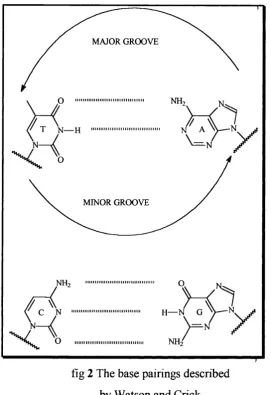 fig 2 The base pairings described