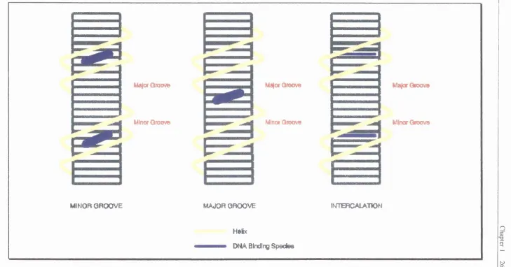 fig 6 The inodes of DNA binding