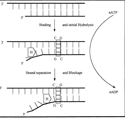 fig 13 The helicase binds to the ssDNA. ATP is a requirement of the process as the