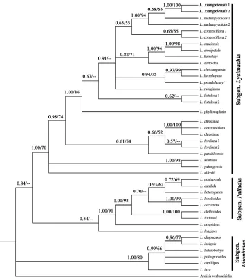 Figure 1. The phylogram of Bayesian inference (BI) tree from the ITS sequence data, showing the phy-logenetic position of Lysimachia xiangxiensis sp